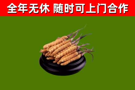和硕县烟酒回收冬虫夏草.jpg